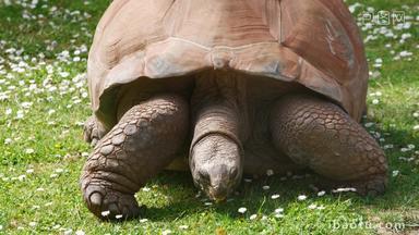 乌龟巨大的加拉帕戈斯群岛野生动物